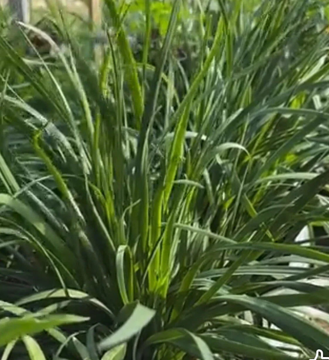 Garlic Chives Seeds - 150+ Allium tuberosum Seeds for Culinary Garden, Chinese Leek, Jiu Cai, Broadleaf Herb, Perennial Plant