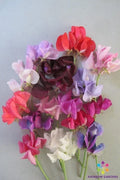 Carnival Parade Sweet Pea Seeds - 50+ Semi-Dwarf Lathyrus odoratus Garden Flower, Fragrant, Multi-Color Blooms