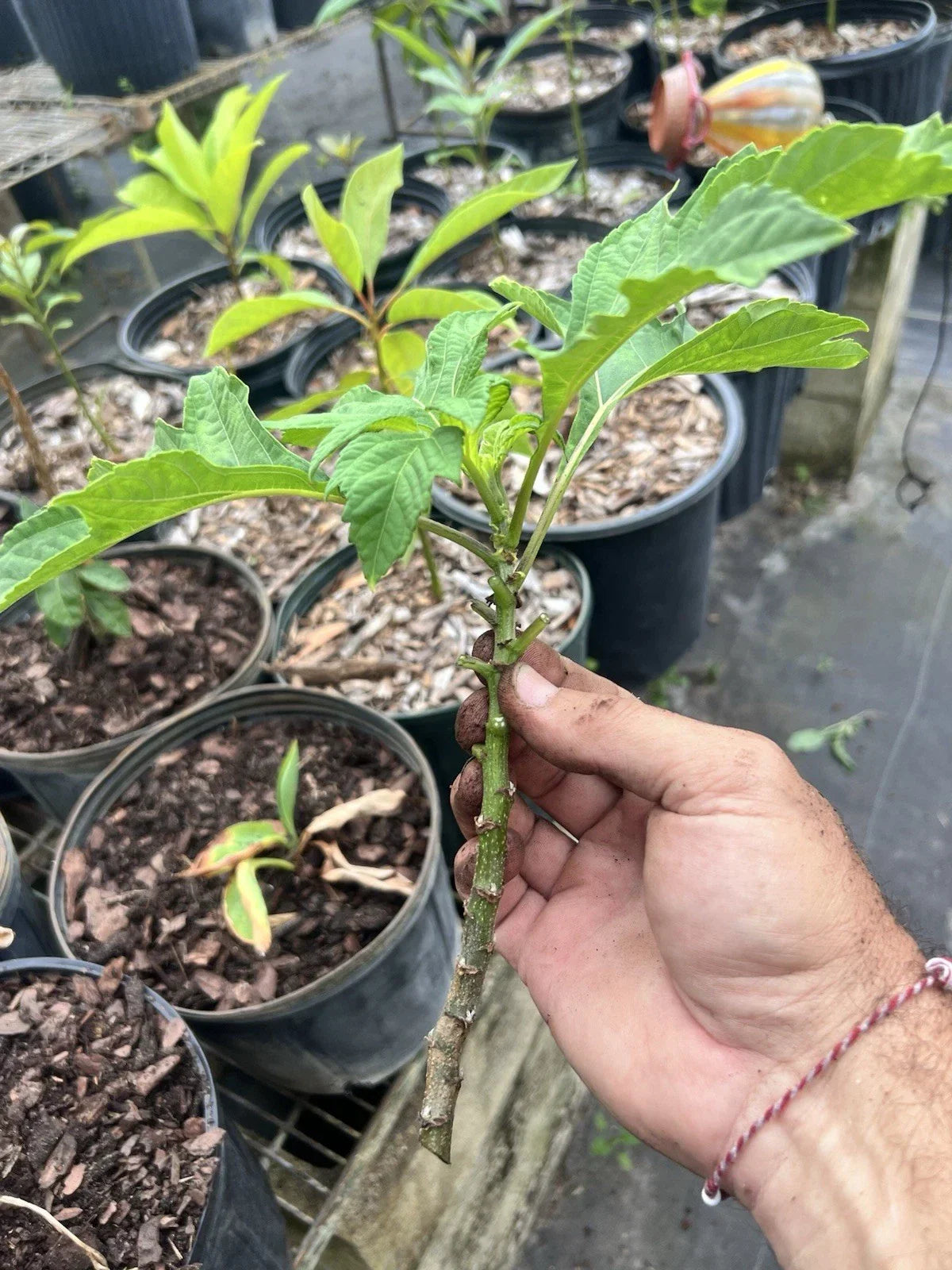 Mexican Sunflower Live Cuttings - Tithonia Diversifolia - 15 Fresh Gardening & Landscaping Plants