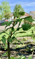 Chinese Pepper Tree Potted Plant 15-20" Zanthoxylum with Roots, New Leaves, 2-3 Years Old