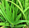 Organic Aloe Vera Plant – 6–8 Inch Live Potted Succulent for Skin Care, Healing, Indoor or Outdoor Use, Medicinal Aloe Vera (Aloe barbadensis)