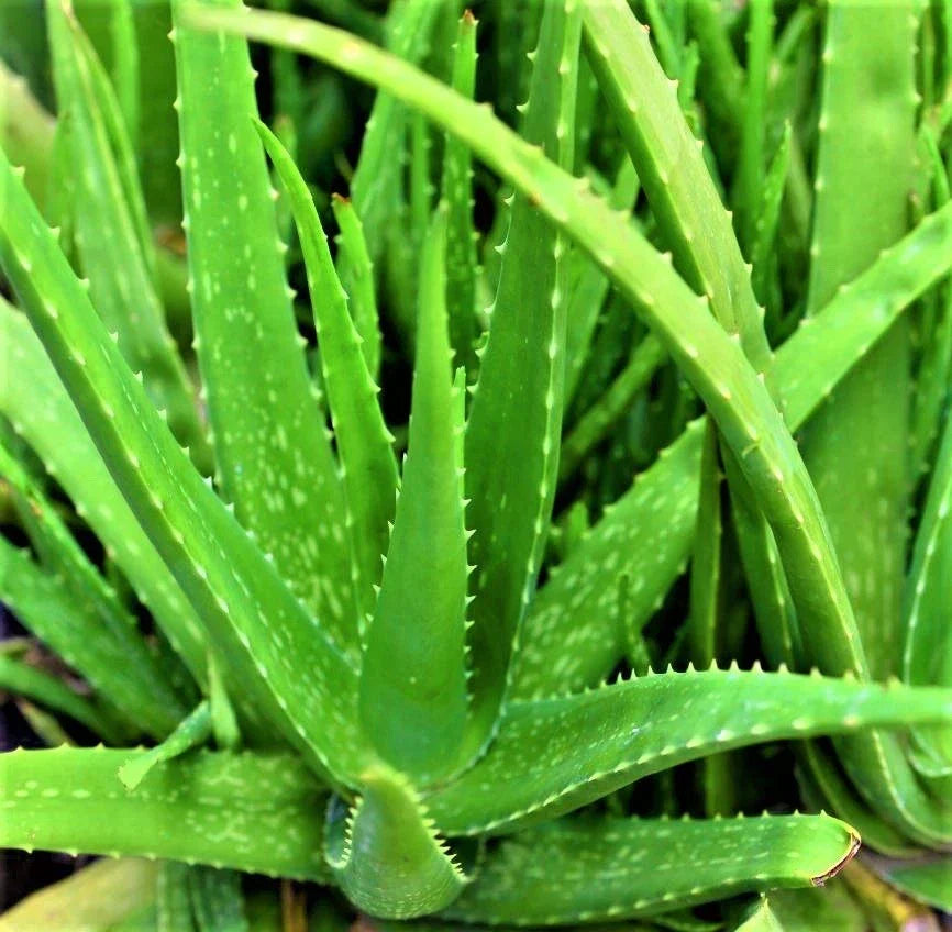 Organic Aloe Vera Plant – 6–8 Inch Live Potted Succulent for Skin Care, Healing, Indoor or Outdoor Use, Medicinal Aloe Vera (Aloe barbadensis)