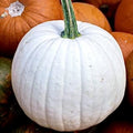 Casper White Pumpkin Seeds - 20 Non-GMO Rare Seeds for Gardening and Fall Decor - Cucurbita pepo
