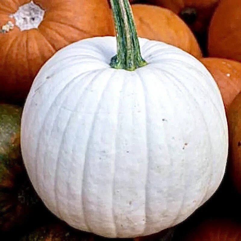 Casper White Pumpkin Seeds - 20 Non-GMO Rare Seeds for Gardening and Fall Decor - Cucurbita pepo