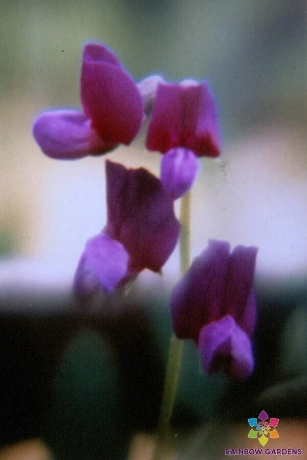 Lathyrus polyphyllus Sweet Pea Seeds, Perennial Flower Seeds for Garden, Climbing Vine, Fragrant Blooms, 50+ Seeds