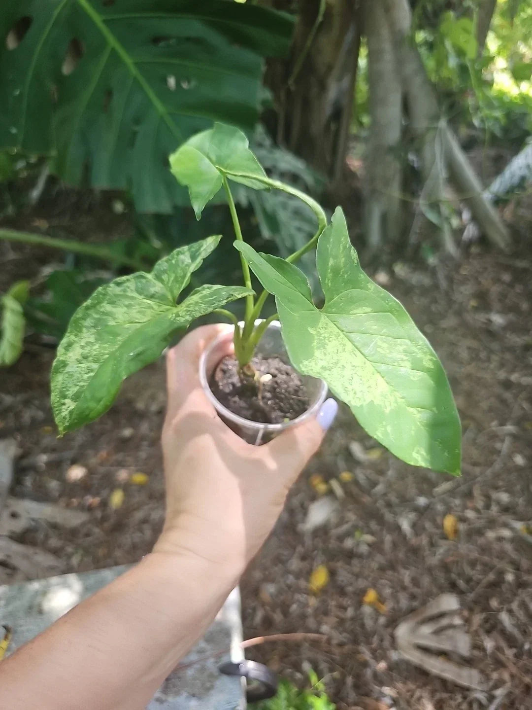Syngonium Podophyllum Mottled Mojito Plant - Rare Indoor Tropical Houseplant in 3" Pot