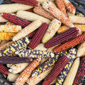 Firecracker Popcorn Seeds – Non-GMO Zea Mays Everta for Home Garden, Fluffy & Flavorful Snack, Easy to Grow, 50 Seeds Pack