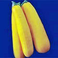 Golden Zucchini Squash Seeds - Heirloom, Non-GMO, Cucurbita pepo, Compact Bush-Type, 100 Seeds