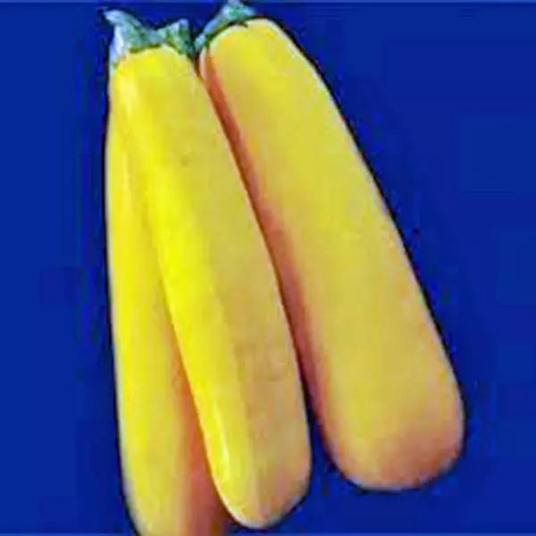 Golden Zucchini Squash Seeds - Heirloom, Non-GMO, Cucurbita pepo, Compact Bush-Type, 100 Seeds