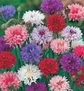 Bachelor Button Seeds Tall Mix – Vibrant Blue, Pink & White Flowers, Centaurea cyanus, 50 Seeds