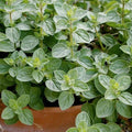 Italian Oregano Seeds - 500+ Count, Origanum Vulgare Wild, Culinary Herb for Garden & Containers