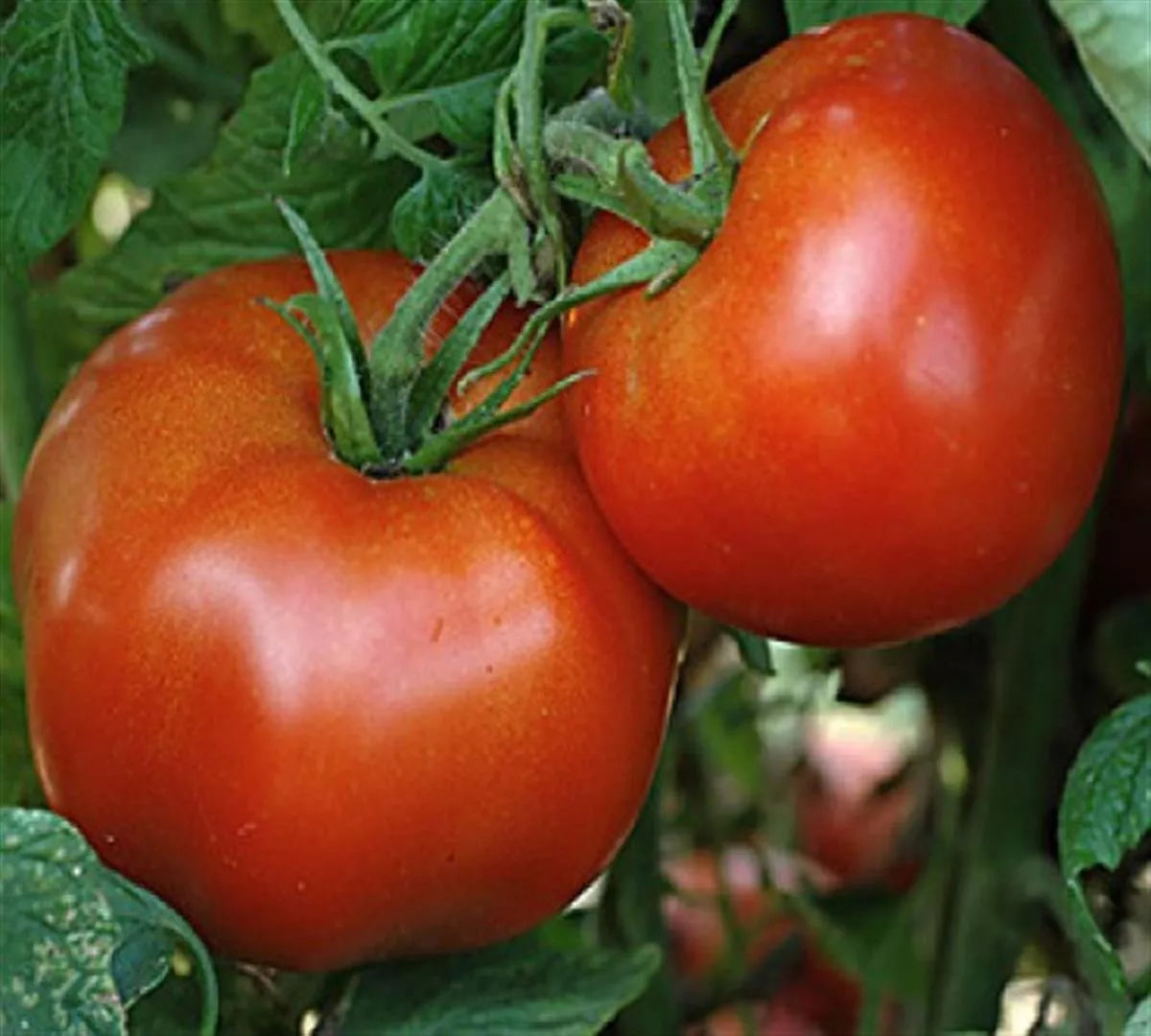 Marglobe Tomato Seeds - Heirloom, Non-GMO, Salad Tomatoes, Solanum lycopersicum