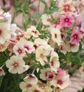 Phlox Seeds - 25+ Cherry Caramel Fragrant Flower Seeds - Phlox paniculata for Borders, Containers, Cottage Gardens