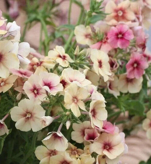 Phlox Seeds - 25+ Cherry Caramel Fragrant Flower Seeds - Phlox paniculata for Borders, Containers, Cottage Gardens