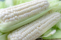 White Corn Seeds for Planting - 50+ Seeds Zea Mays High Yielding Variety for Home Garden