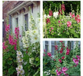 Hollyhock Seeds - 30+ Mixed Color Alcea rosea - Cottage Garden, Border, Cut Flower Seeds + Free Black Eyed Susan Seeds