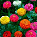 Zinnia Seeds California Giant Mix – 150+ Colorful Blooms, Zinnia elegans, Garden Flower Seeds, Butterfly Attractant, USA Grown
