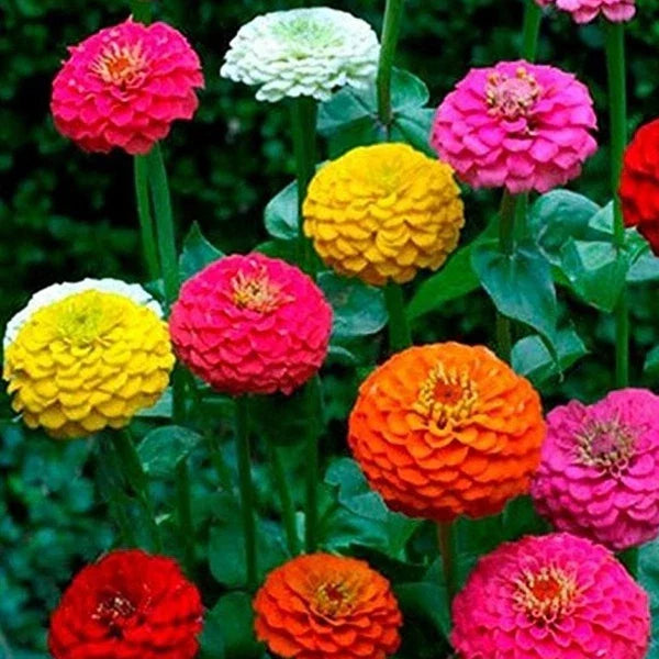 Zinnia Seeds California Giant Mix – 150+ Colorful Blooms, Zinnia elegans, Garden Flower Seeds, Butterfly Attractant, USA Grown