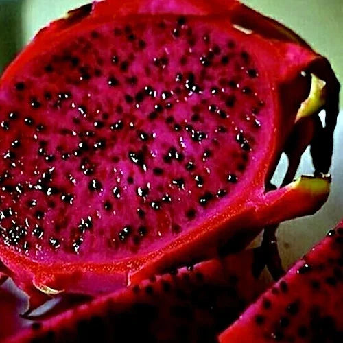 Red Dragon Fruit Vine Seeds Pack of 25 | Hylocereus costaricensis Cactus Pitaya with Large 12" Flowers