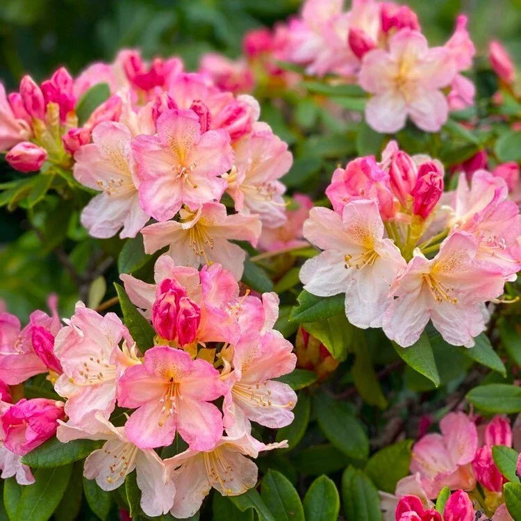 Azalea Starter Plant - Percy Wiseman Variety - Pink Blooms - Rhododendron 'Percy Wiseman' in 4-inch Pot