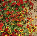 Coreopsis Seeds - 1000 Semi-Dwarf Red Heirloom Pollinator & Bee Attractant - Non-GMO Coreopsis tinctoria