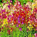 Dwarf Snapdragon Flower Seeds Mix - 2000+ Antirrhinum majus Wildflower Seeds for Container Gardening and Borders