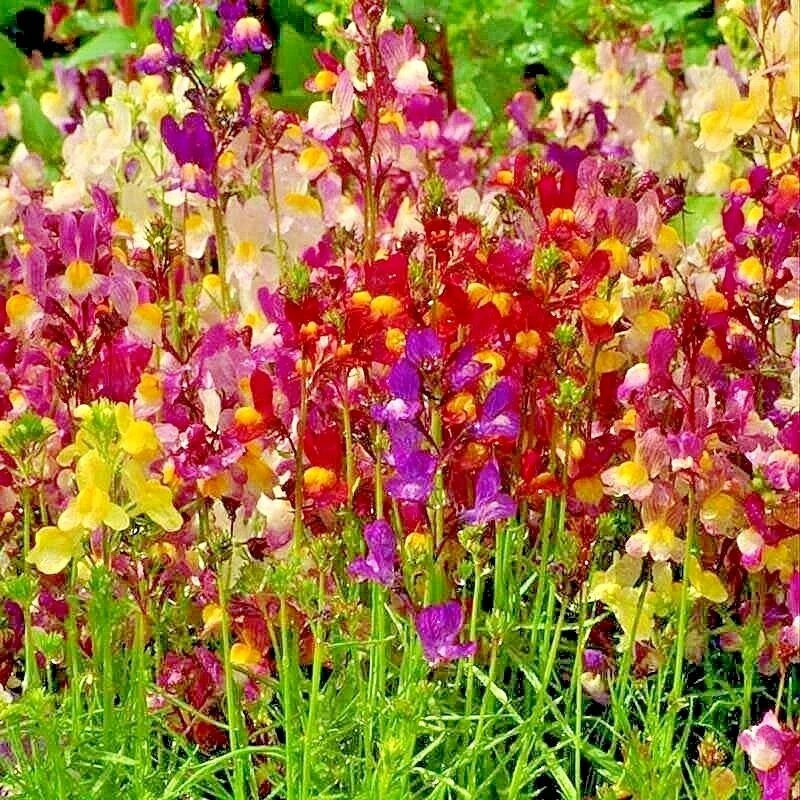 Dwarf Snapdragon Flower Seeds Mix - 2000+ Antirrhinum majus Wildflower Seeds for Container Gardening and Borders
