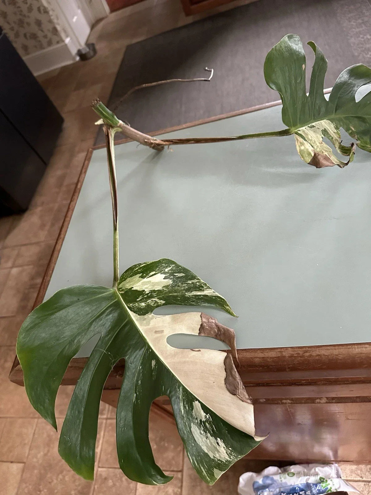 Albo Monstera Cutting | Variegated Houseplant Propagation | Monstera deliciosa var. albo-crocatica