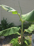 Blue Java Banana Live Plant Seedling - Dwarf Musa acuminata 'Blue Java' for Home Gardening