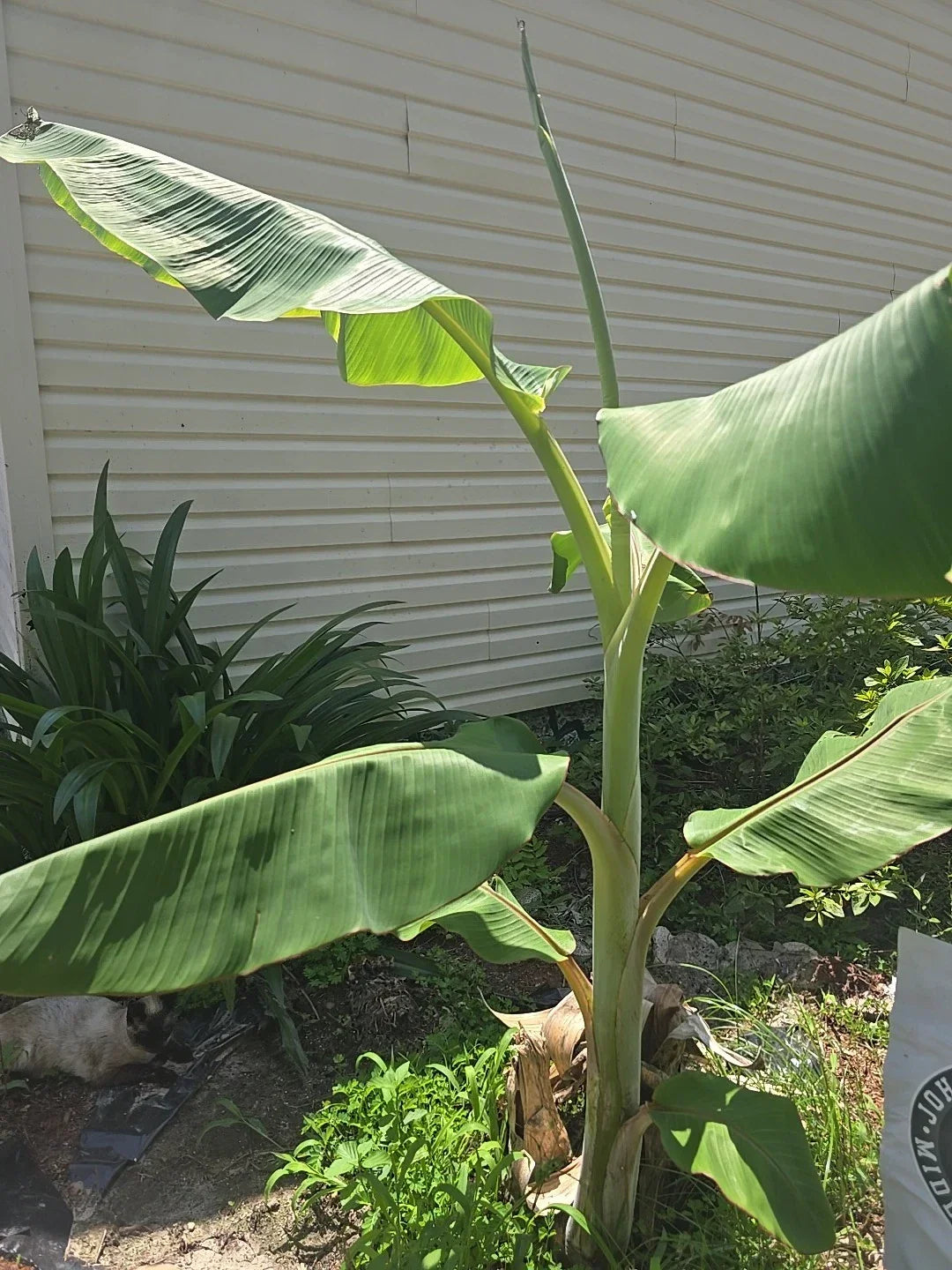Blue Java Banana Live Plant Seedling - Dwarf Musa acuminata 'Blue Java' for Home Gardening