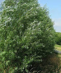 Austree Hybrid Willow Trees 100 Pack - Fast Growing Shade & Privacy Trees Salix × sepulcralis