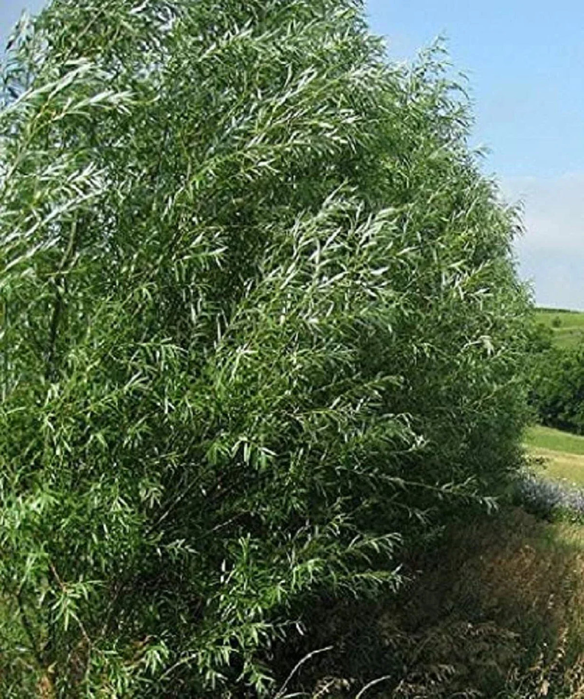 Austree Hybrid Willow Trees 100 Pack - Fast Growing Shade & Privacy Trees Salix × sepulcralis
