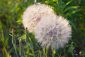 Salsify Seeds - Non-GMO White Salsify Roots - Tragopogon porrifolius - 100 Pack