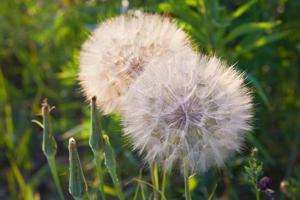 Salsify Seeds - Non-GMO White Salsify Roots - Tragopogon porrifolius - 100 Pack