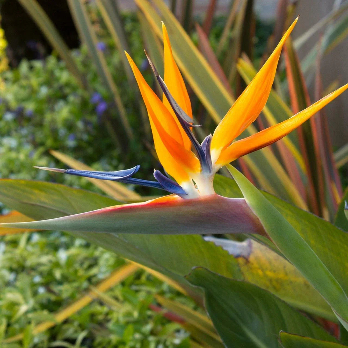 Organic Bird of Paradise Plant 14in Strelitzia reginae with Orange Flowers, Live Indoor Outdoor Plant