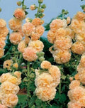 Apricot Hollyhock Seeds - Perennial Flower Seeds for Borders & Cottage Gardens - Alcea rosea - 25 Seeds