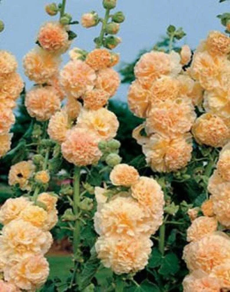 Apricot Hollyhock Seeds - Perennial Flower Seeds for Borders & Cottage Gardens - Alcea rosea - 25 Seeds