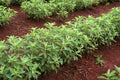250 Stevia rebaudiana Herb Plant Seeds for Growing Natural Sweetener, Organic Stevia Seeds for Garden or Container Planting