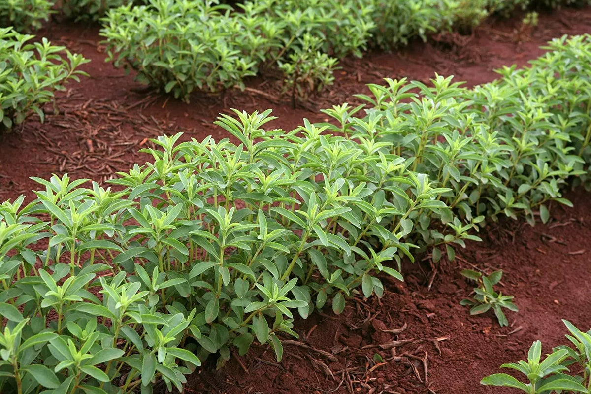 250 Stevia rebaudiana Herb Plant Seeds for Growing Natural Sweetener, Organic Stevia Seeds for Garden or Container Planting