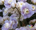 Summer Skies Geranium Seeds – Pelargonium × hortorum – Bright Blooms for Garden, Pots & Borders, Non-GMO, 25+ Seeds