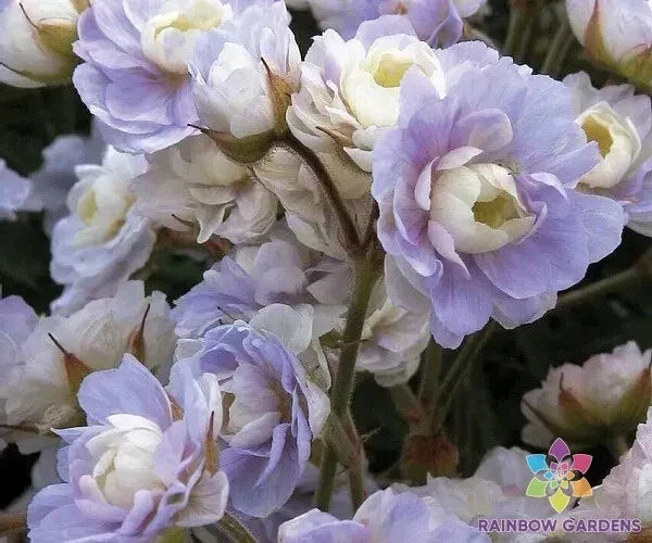 Summer Skies Geranium Seeds – Pelargonium × hortorum – Bright Blooms for Garden, Pots & Borders, Non-GMO, 25+ Seeds