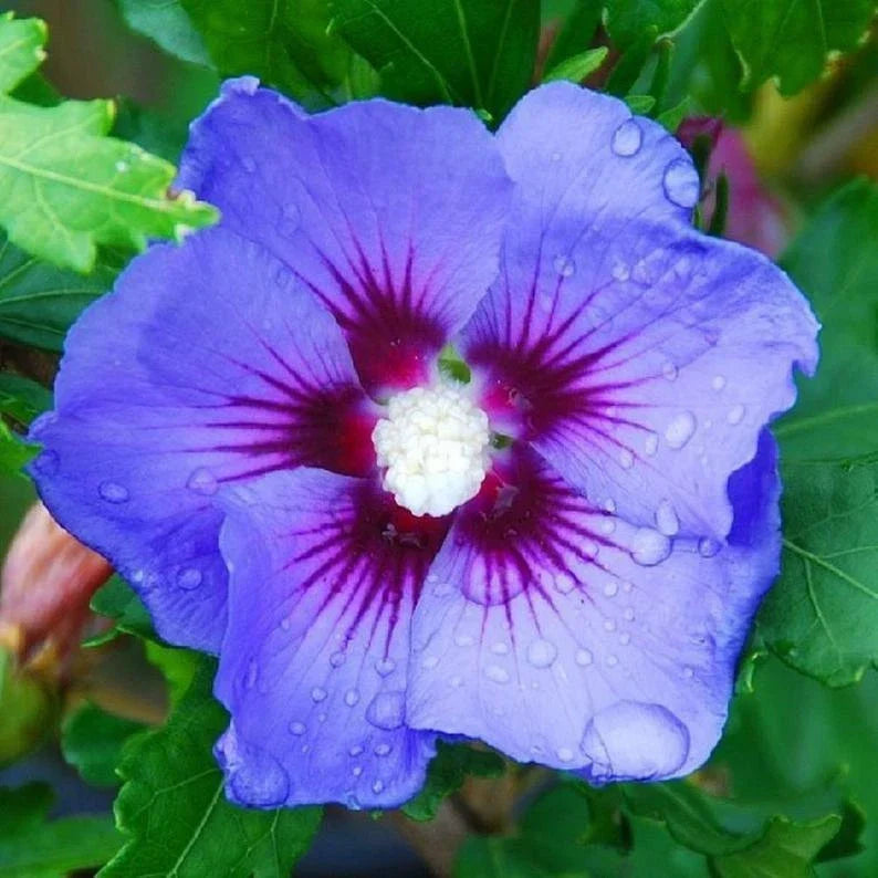 Blue Purple Hibiscus Seeds - Perennial Flower Seeds for Garden, Hibiscus rosa-sinensis, Vibrant Blue-Purple Flowers, 20 Seeds