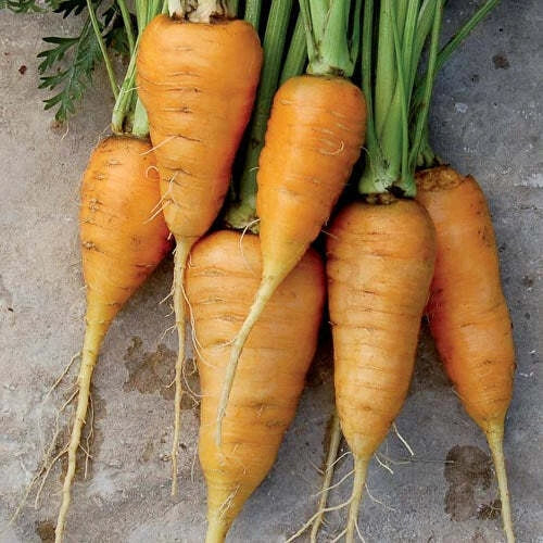 Oxheart Orange Carrot Seeds – Non-GMO Daucus carota Vegetable Garden Seeds, 150+ Packets, Sweet & Juicy, Organic, Full Sun