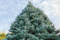 California White Fir Seeds - 30 Pack, Abies Concolor, Christmas Tree Seeds for Indoor & Outdoor Planting