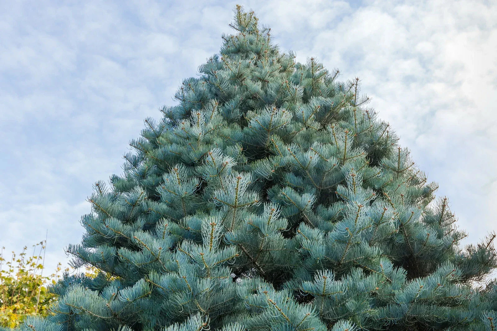 California White Fir Seeds - 30 Pack, Abies Concolor, Christmas Tree Seeds for Indoor & Outdoor Planting