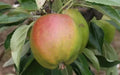 Cornish Gilliflower Apple Seeds - Organic Malus domestica for Garden Planting, 25+ Seeds, Full Sun, USA