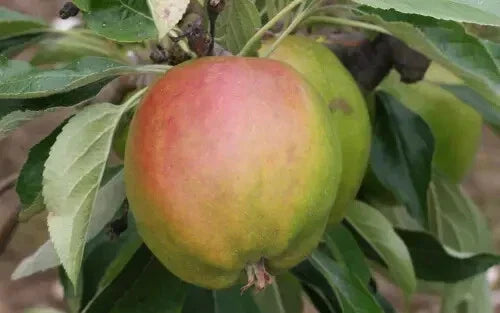 Cornish Gilliflower Apple Seeds - Organic Malus domestica for Garden Planting, 25+ Seeds, Full Sun, USA