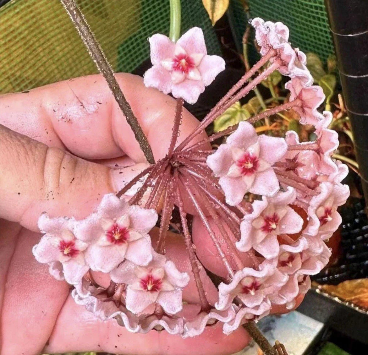 Hoya Carnosa Chelsea Plant - 4-Inch Pot Variegated Wax Plant with Fragrant Star-Shaped Flowers