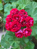 Double Red Geranium Cuttings - 4 Pelargonium x hortorum Propagation Plants for Garden & Indoor Use