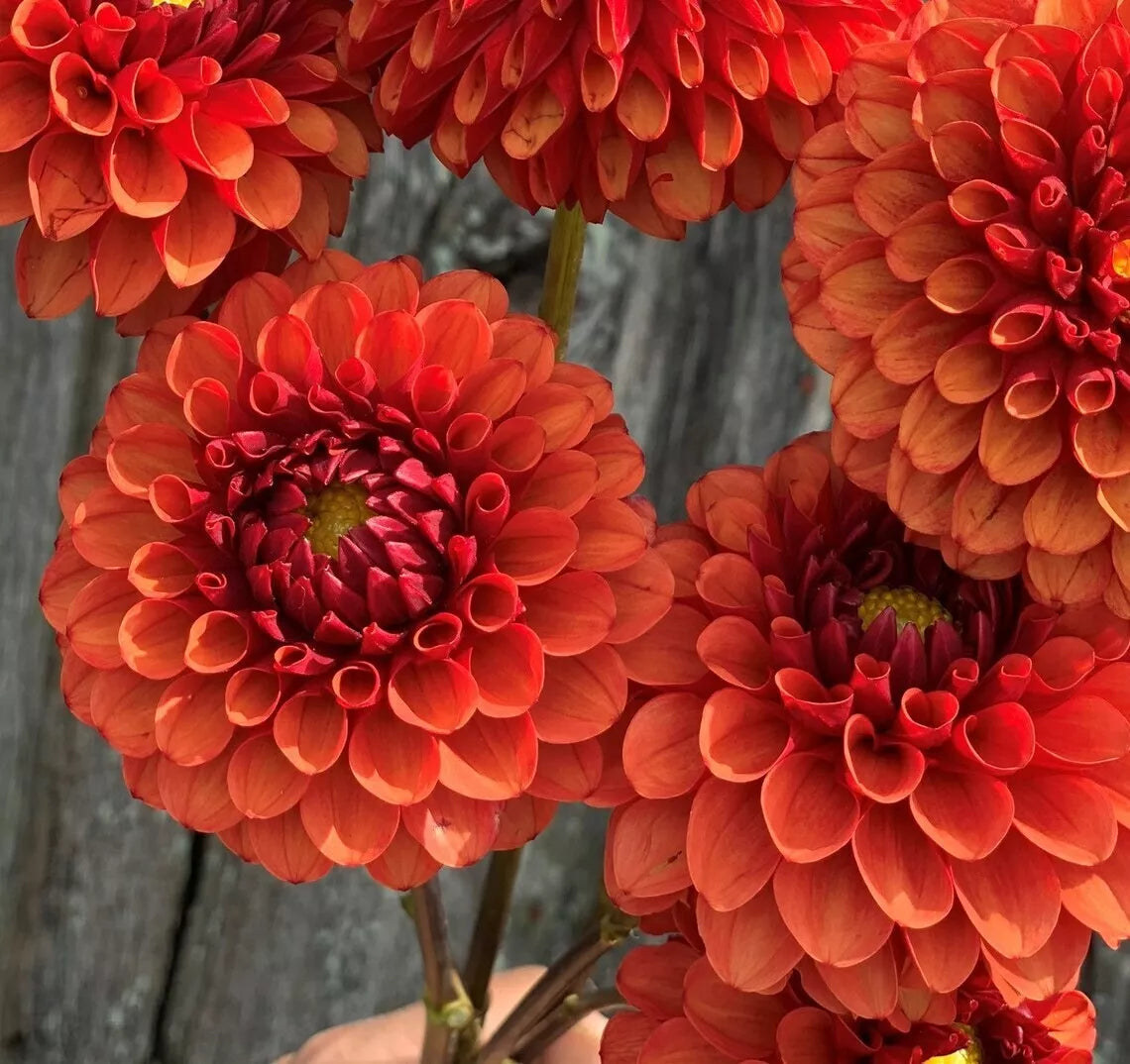 Brown Sugar Dahlia Seeds - Perennial Flower Seeds for Gardens, Cut Flowers, Pollinator Attracting, Dahlia pinnata, 25 Pack